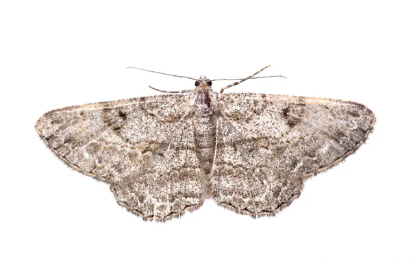 Brauner Schmetterling auf weißem Hintergrund — Stockfoto