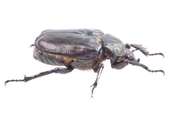 Schwarzer Käfer mit gelben Punkten auf weißem Hintergrund — Stockfoto