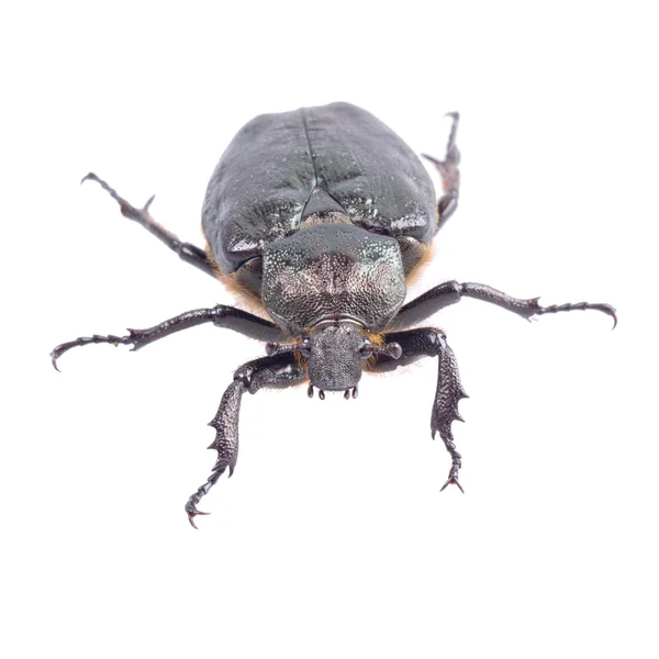 Black bug with yellow dots on a white background — Stock Photo, Image