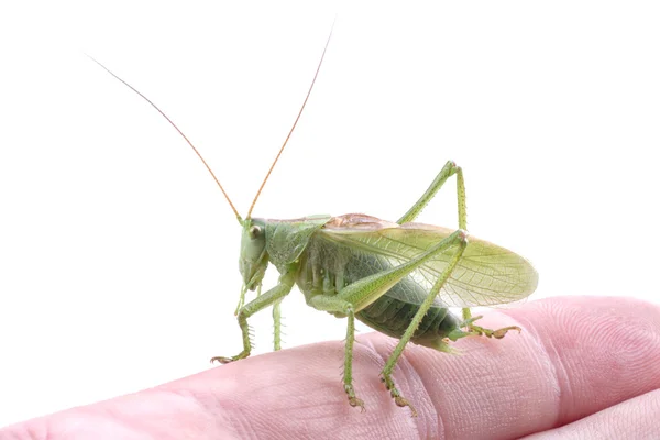 Grön gräshoppa å på vit bakgrund — Stockfoto