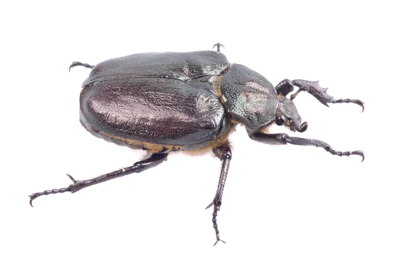 Black bug with yellow dots on a white background — Stock Photo, Image