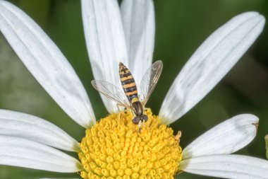 Arka plan bulanık bir çiçek üzerinde oturan sinek