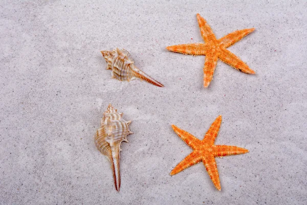 Étoiles de mer orange et deux coquilles sur un sable — Photo