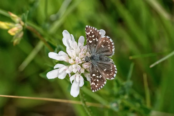 Mariposa marrón sobre una flor blanca — Foto de Stock