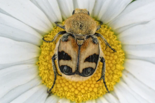 一个彩色的甲虫，坐在一朵雏菊 — 图库照片