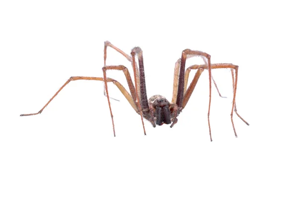 Brown spider on a white background — Stock Photo, Image