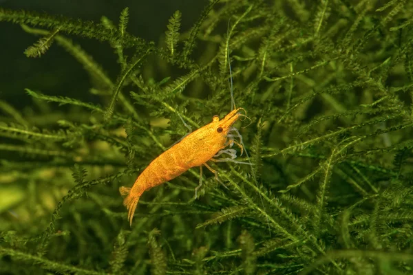 Freshwater shrimp closeup shot in aquarium (genus Neocaridina) — Stock Photo, Image