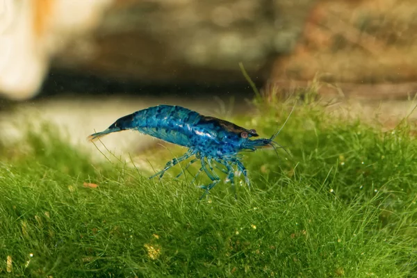Tatlı su karides closeup akvaryum (cins Neocaridina vurdu)