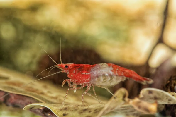 Freshwater shrimp closeup shot in aquarium (genus Neocaridina) — Stock Photo, Image