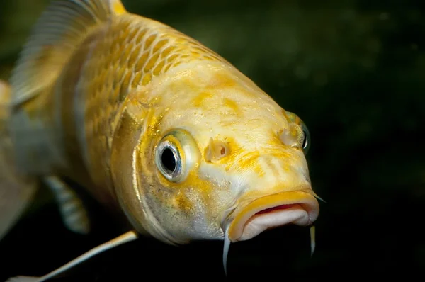 Carpa — Foto Stock