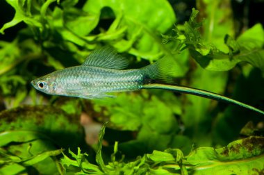 Xiphophorus
