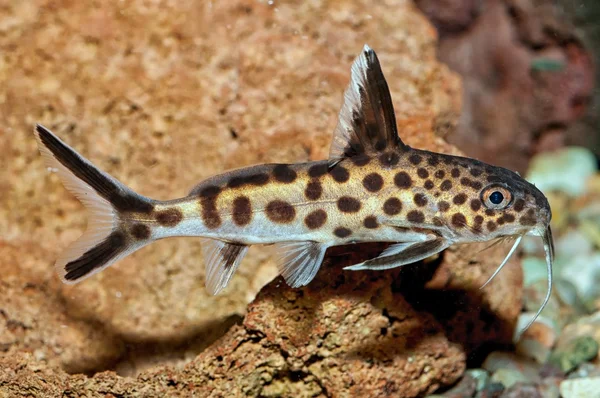 Synodontie — Photo