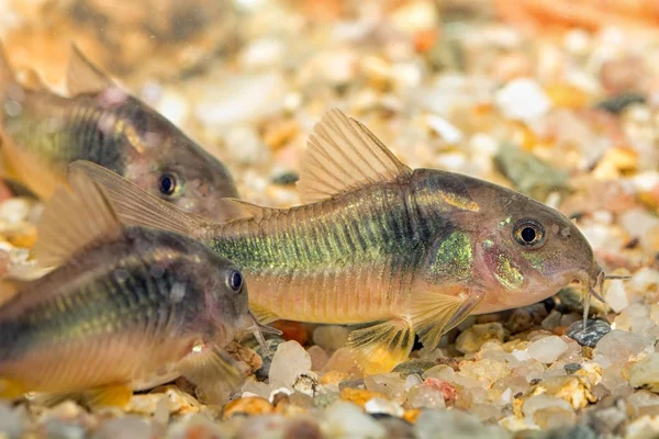 Corydoras — Fotografia de Stock