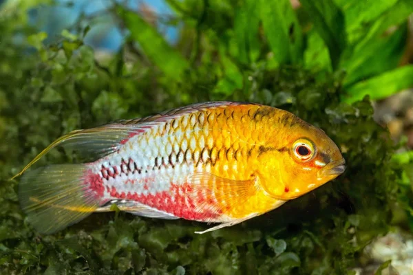 Apistogramma — Foto de Stock