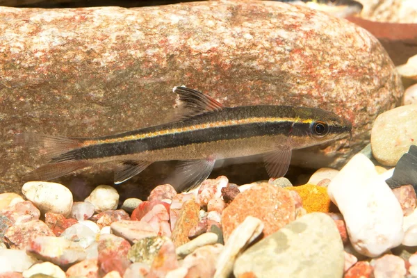 Epalzeorhynchos