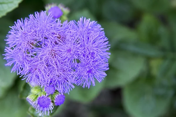 Blume mit violetten Blüten — Stockfoto