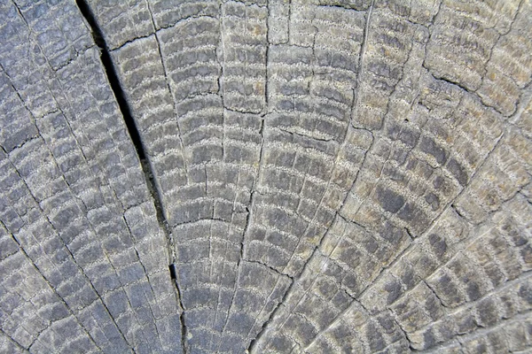 Textura de madeira velha — Fotografia de Stock