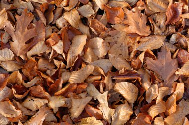 sonbahar yaprakları