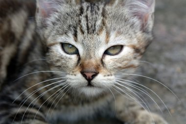 Mourao yavru kedi