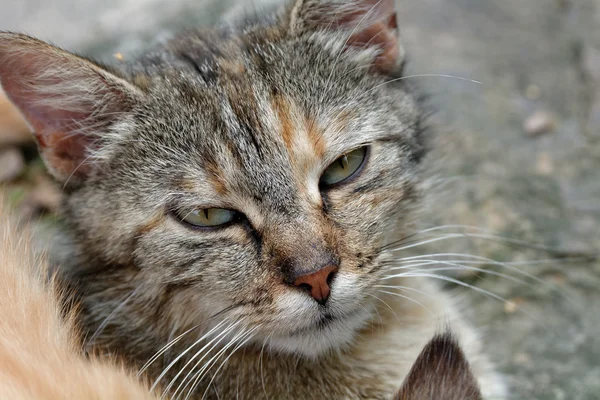 Moray yavru kedi — Stok fotoğraf