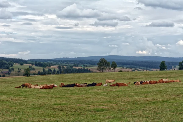 Manada de vacas — Fotografia de Stock