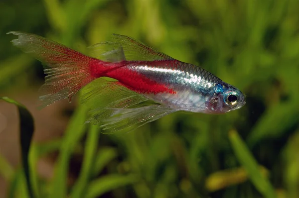 Neon tetra — Stok fotoğraf