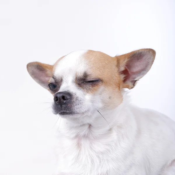 Winking dog — Stock Photo, Image