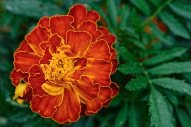 Afrika kadife çiçeği çiçeği