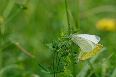 çiftleşme kelebekler