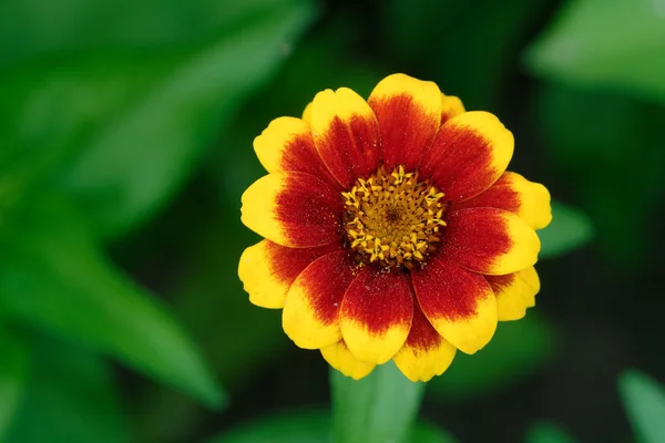 Fleur jaune brune — Photo