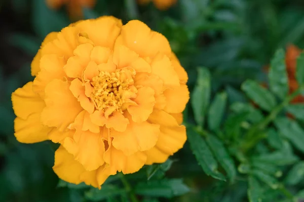 African Marigold blossom — Stock Photo, Image