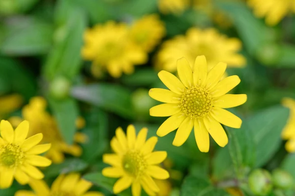 Gelbe Blüten — Stockfoto