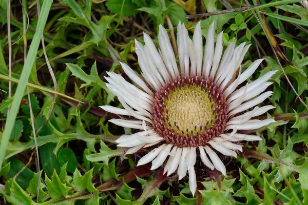 Distelblüte — Stockfoto