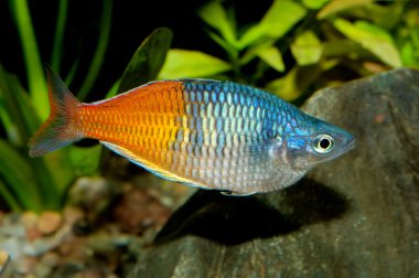 Melanotaenia boessemani