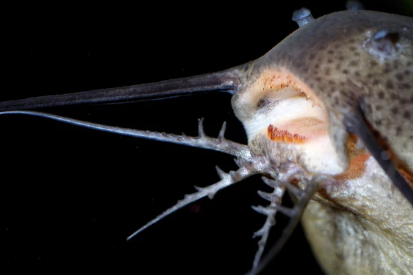 메기 barbels — 스톡 사진