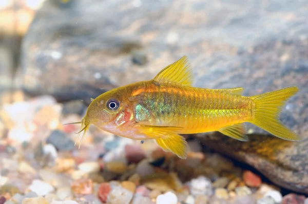 Pescado Corydoras —  Fotos de Stock