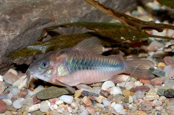 Corydoras havskatt — Stockfoto