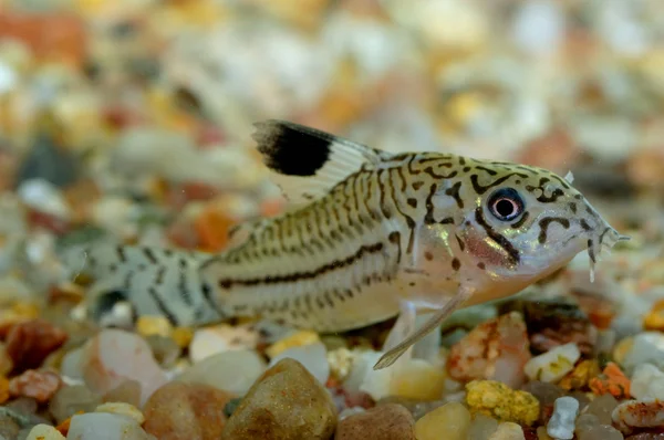 Corydoras 鲶鱼 — 图库照片