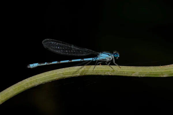 Libélula azul —  Fotos de Stock