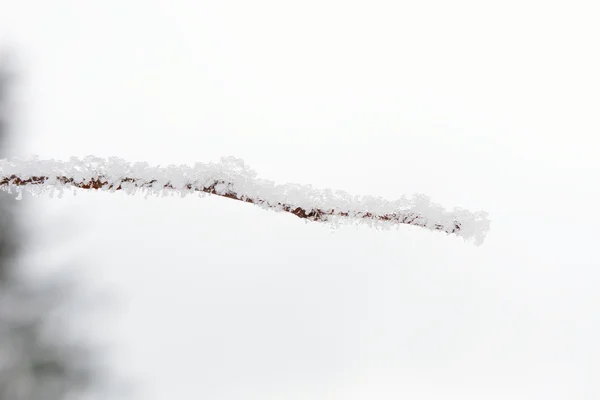 Frost twig — Stock Photo, Image