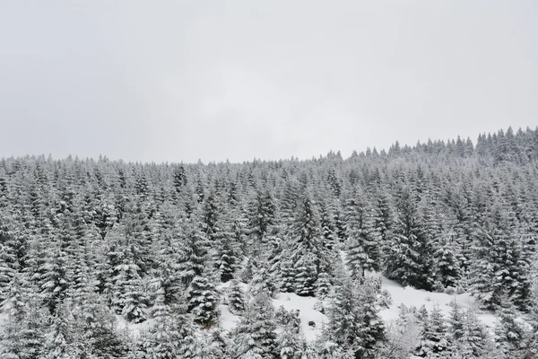 Verschneiter Wald — Stockfoto