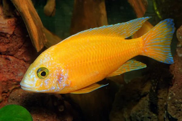Aulonocara 魚 — ストック写真
