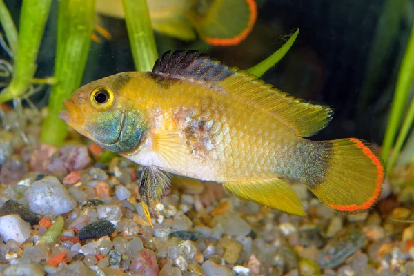 Apistogramma de pescado — Foto de Stock