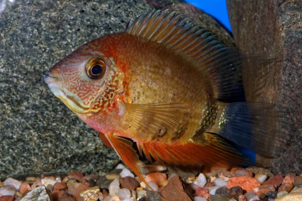 Heros fish — Stock Photo, Image