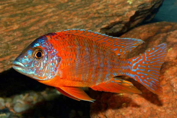 Peixes aulonocara — Fotografia de Stock