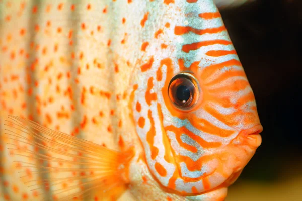 Discus fish portrait — Stock Photo, Image