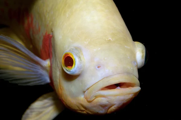 Portrait of oscar fish — Stock Photo, Image