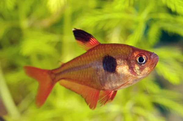 Peixes Tetra — Fotografia de Stock