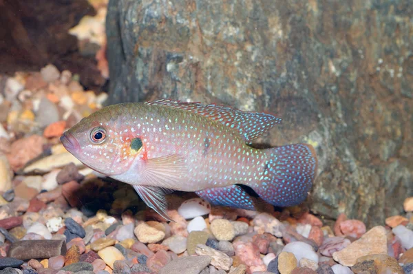 Peixes da espécie hemichromis — Fotografia de Stock