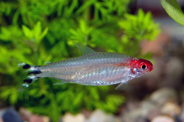 Peixes Tetra — Fotografia de Stock